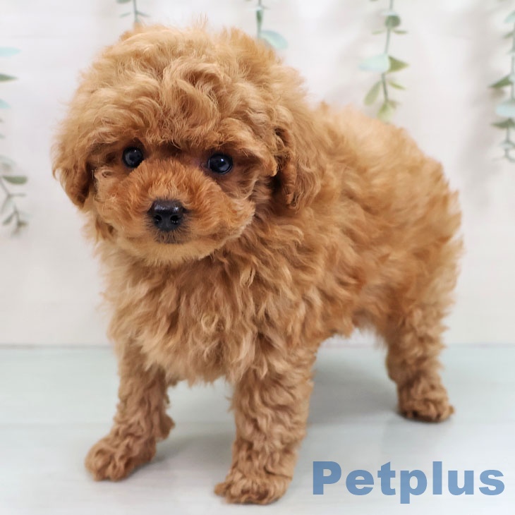 福岡県のトイプードル(トイ) (ペットプラス 福岡店/2025年10月24日生まれ/男の子/レッド)の子犬の2枚目の画像