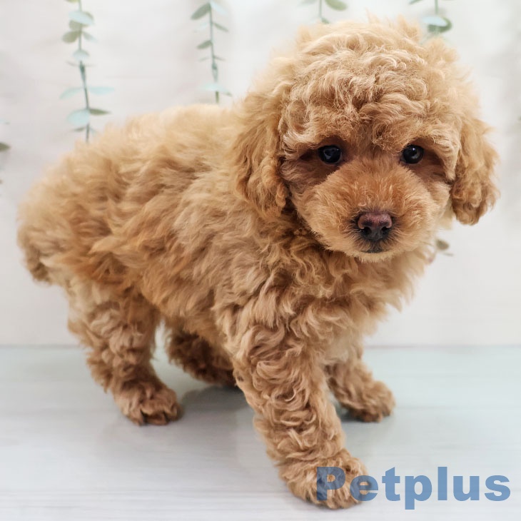 福岡県のトイプードル(トイ) (ペットプラス 春日店/2025年10月24日生まれ/男の子/アプリコット)の子犬の1枚目の画像
