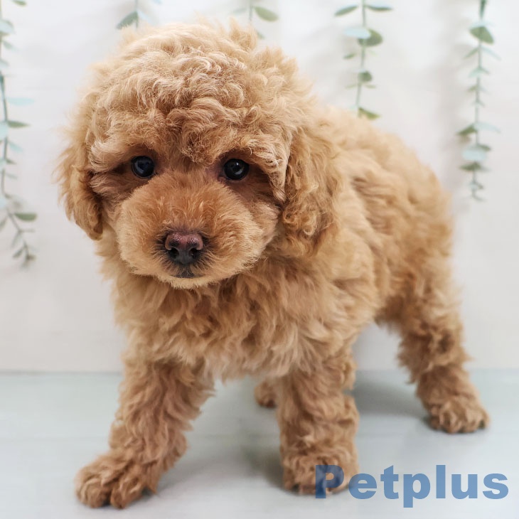 福岡県のトイプードル(トイ) (ペットプラス 春日店/2025年10月24日生まれ/男の子/アプリコット)の子犬の2枚目の画像
