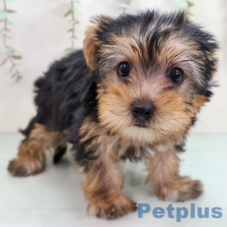 ヨークシャー・テリア