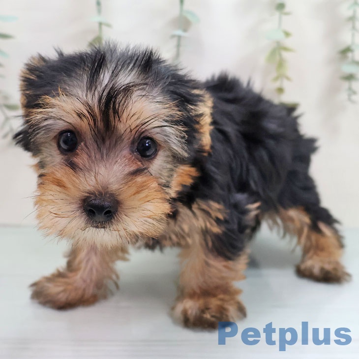 ヨークシャー・テリアの写真2