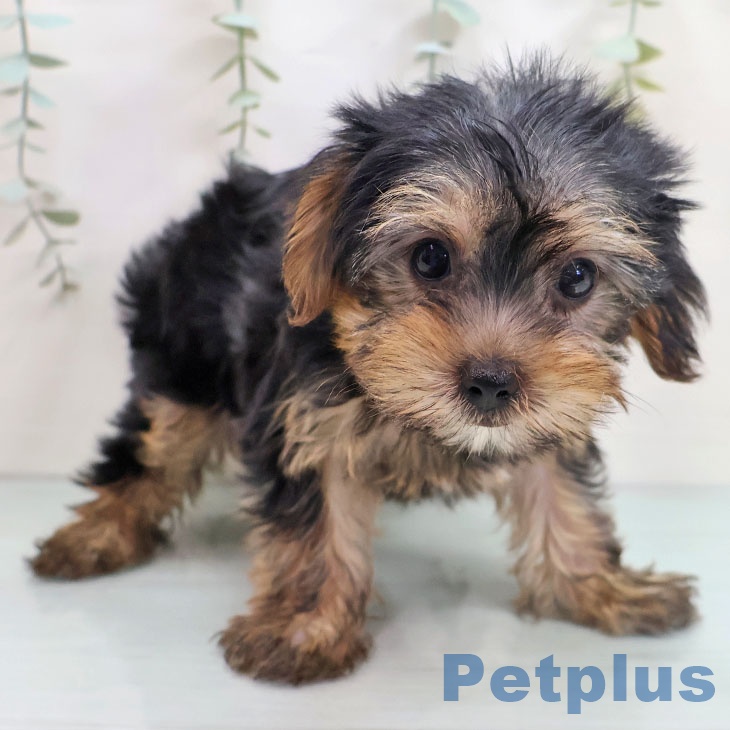 福岡県のヨークシャーテリア (ペットプラス 香椎浜店/2025年10月24日生まれ/女の子/スチールブルータン)の子犬の1枚目の画像