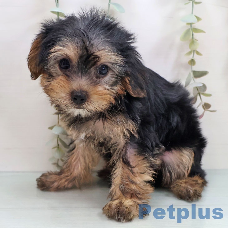 福岡県のヨークシャーテリア (ペットプラス 香椎浜店/2025年10月24日生まれ/女の子/スチールブルータン)の子犬の2枚目の画像