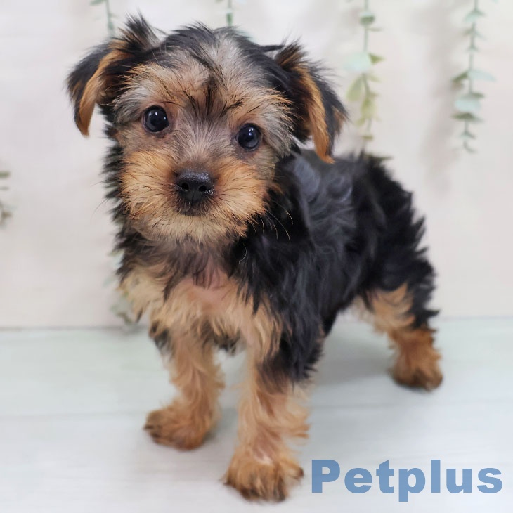 ヨークシャー・テリア