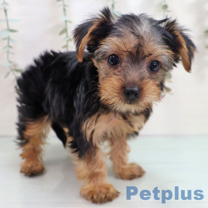 ヨークシャー・テリアの写真2