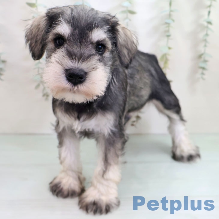 長崎県のミニチュアシュナウザー (ペットプラス 長崎店/2025年10月29日生まれ/男の子/ソルトペッパー)の子犬の1枚目の画像