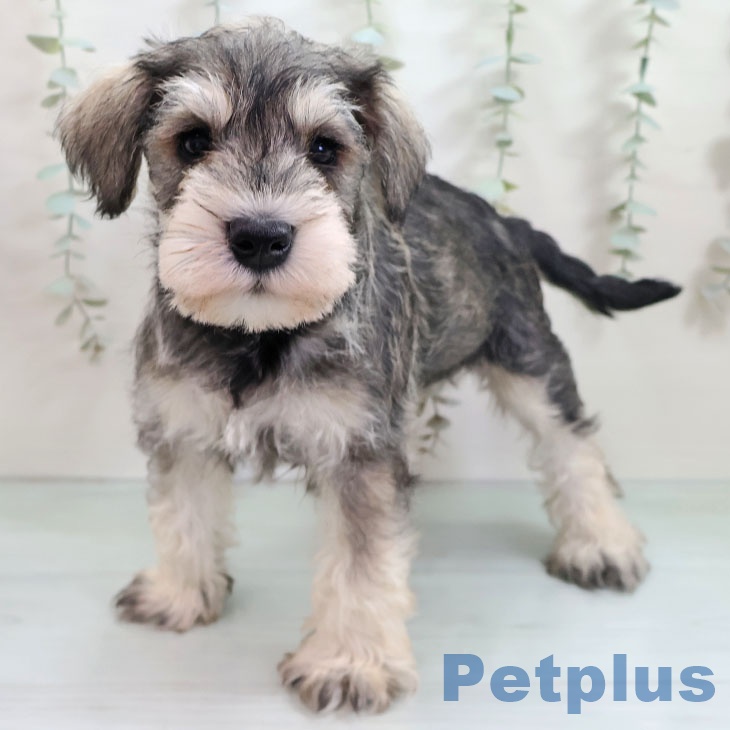 福岡県のミニチュアシュナウザー (ペットプラス 福岡店/2025年10月29日生まれ/男の子/ソルトペッパー)の子犬の1枚目の画像