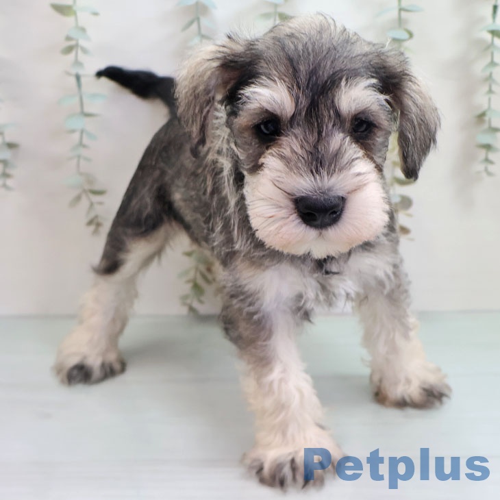 福岡県のミニチュアシュナウザー (ペットプラス 福岡店/2025年10月29日生まれ/男の子/ソルトペッパー)の子犬の2枚目の画像