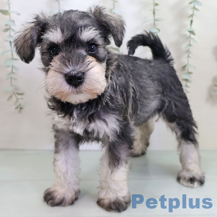 福岡県のミニチュアシュナウザー (ペットプラス 春日店/2025年10月29日生まれ/女の子/ソルトペッパー)の子犬の1枚目の画像