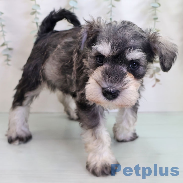 福岡県のミニチュアシュナウザー (ペットプラス 春日店/2025年10月29日生まれ/女の子/ソルトペッパー)の子犬の2枚目の画像