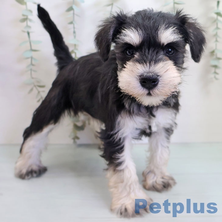 福岡県のミニチュアシュナウザー (ペットプラス 福岡店/2025年10月29日生まれ/女の子/ブラックシルバー)の子犬の1枚目の画像
