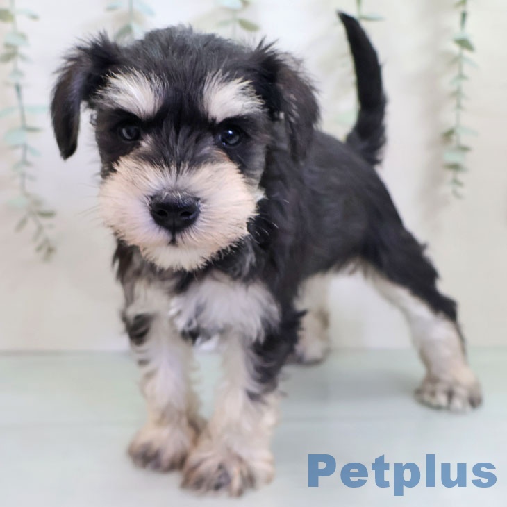 福岡県のミニチュアシュナウザー (ペットプラス 福岡店/2025年10月29日生まれ/女の子/ブラックシルバー)の子犬の2枚目の画像