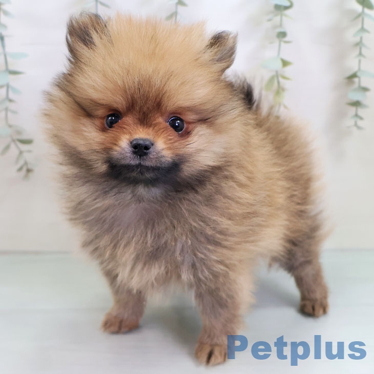 福岡県のポメラニアン (ペットプラス 八幡東店/2025年10月29日生まれ/男の子/オレンジ)の子犬の1枚目の画像