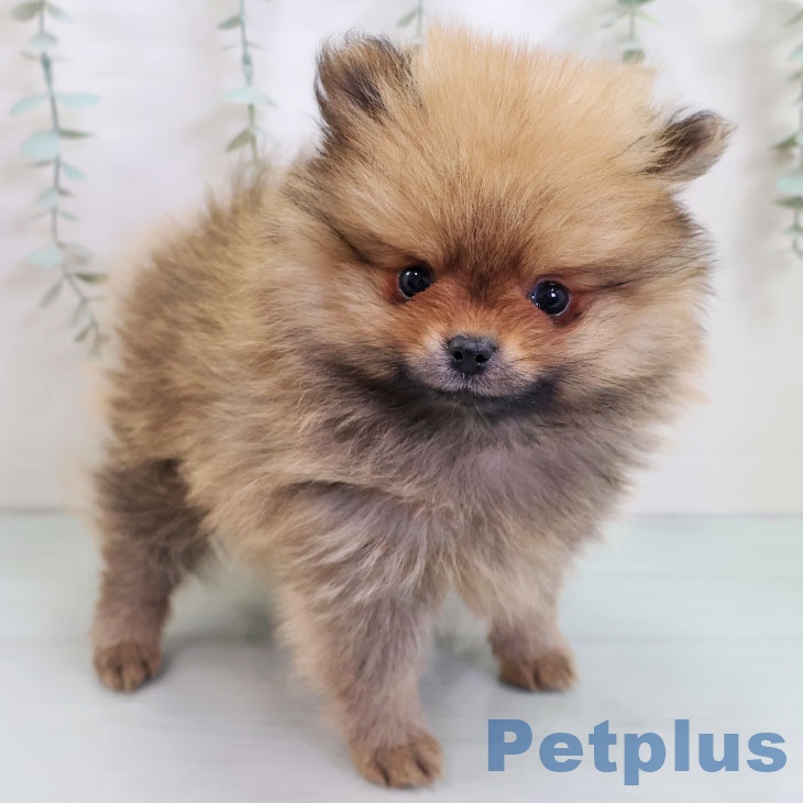 福岡県のポメラニアン (ペットプラス 八幡東店/2025年10月29日生まれ/男の子/オレンジ)の子犬の2枚目の画像