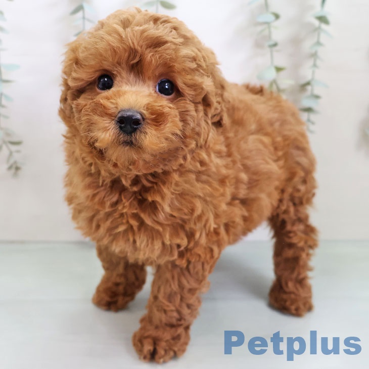 福岡県のトイプードル(トイ) (ペットプラス 八幡東店/2025年10月28日生まれ/男の子/レッド)の子犬の1枚目の画像