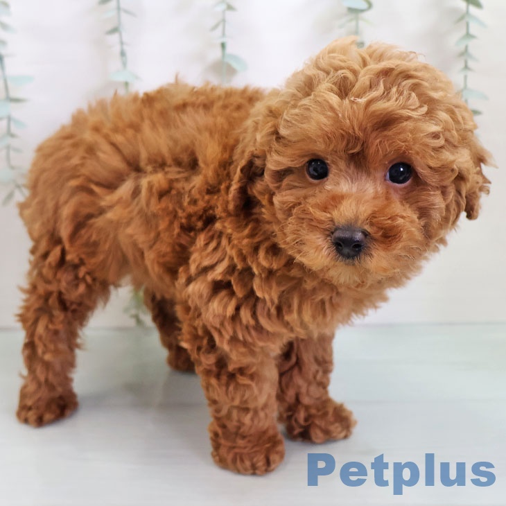 福岡県のトイプードル(トイ) (ペットプラス 八幡東店/2025年10月28日生まれ/男の子/レッド)の子犬の2枚目の画像