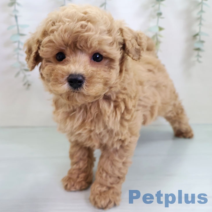 沖縄県のトイプードル(トイ) (ペットプラス 沖縄ライカム店/2025年10月28日生まれ/男の子/アプリコット)の子犬の1枚目の画像