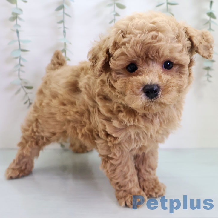 沖縄県のトイプードル(トイ) (ペットプラス 沖縄ライカム店/2025年10月28日生まれ/男の子/アプリコット)の子犬の2枚目の画像