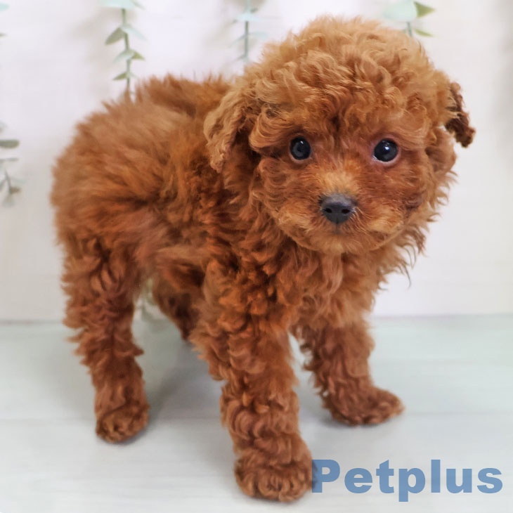 宮崎県のトイプードル(トイ) (ペットプラス 宮崎店/2025年10月28日生まれ/男の子/レッド)の子犬の1枚目の画像