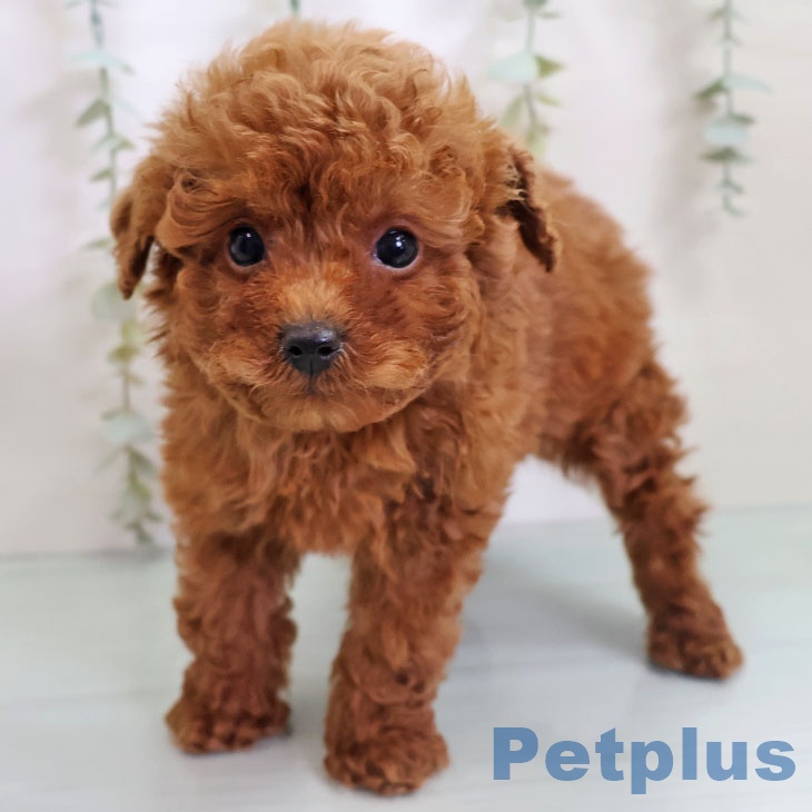 宮崎県のトイプードル(トイ) (ペットプラス 宮崎店/2025年10月28日生まれ/男の子/レッド)の子犬の2枚目の画像