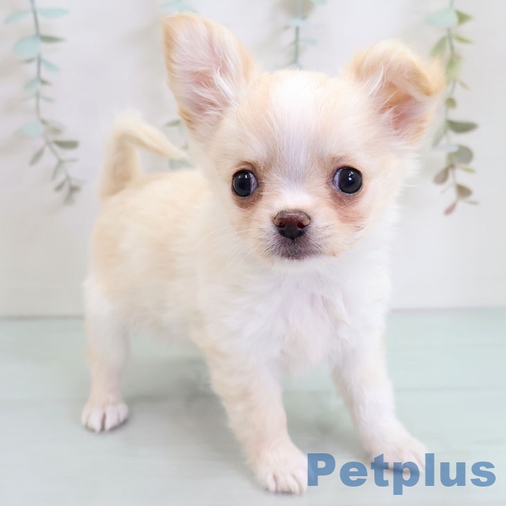福岡県のチワワ(ロング) (ペットプラス 八幡東店/2025年10月23日生まれ/女の子/クリームホワイト)の子犬の1枚目の画像
