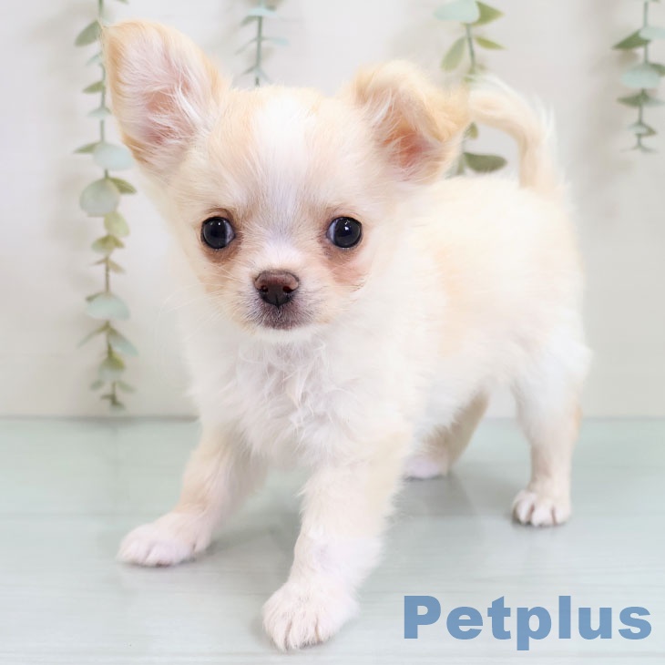 福岡県のチワワ(ロング) (ペットプラス 八幡東店/2025年10月23日生まれ/女の子/クリームホワイト)の子犬の2枚目の画像