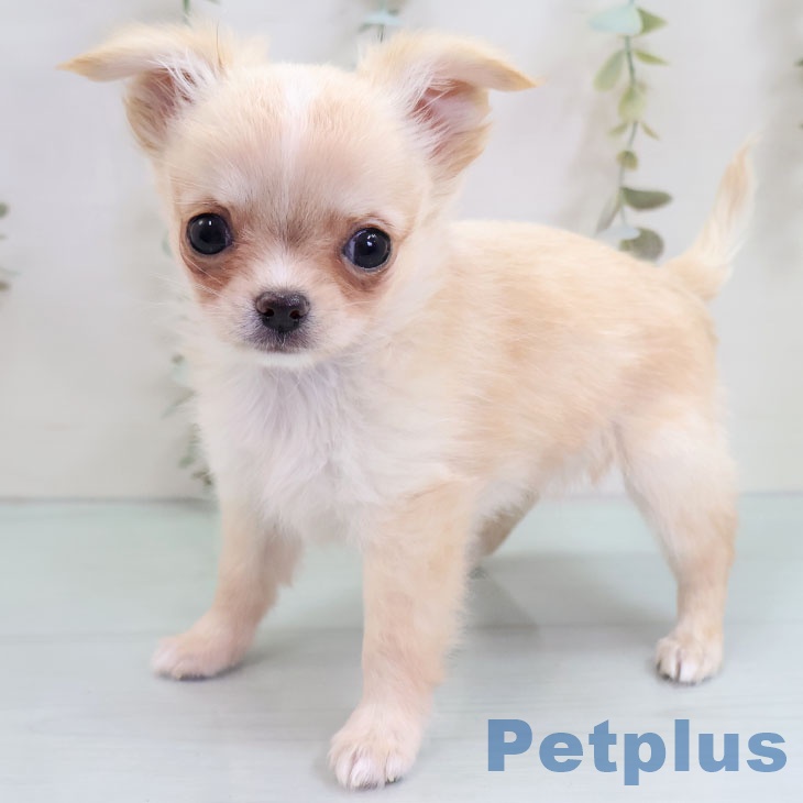長崎県のチワワ(ロング) (ペットプラス 長崎店/2025年10月23日生まれ/女の子/クリームホワイト)の子犬の1枚目の画像