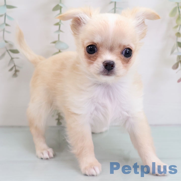 長崎県のチワワ(ロング) (ペットプラス 長崎店/2025年10月23日生まれ/女の子/クリームホワイト)の子犬の2枚目の画像