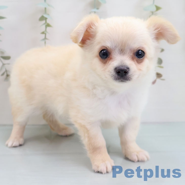 沖縄県のチワワ(ロング) (ペットプラス 沖縄ライカム店/2025年10月25日生まれ/男の子/クリームホワイト)の子犬の1枚目の画像