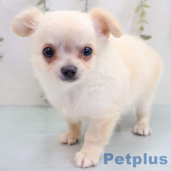 沖縄県のチワワ(ロング) (ペットプラス 沖縄ライカム店/2025年10月25日生まれ/男の子/クリームホワイト)の子犬の2枚目の画像