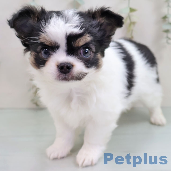 福岡県のチワワ(ロング) (ペットプラス ららぽーと福岡店/2025年10月28日生まれ/女の子/ホワイトブラックタン)の子犬の1枚目の画像