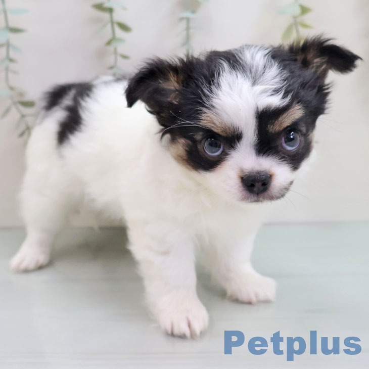 福岡県のチワワ(ロング) (ペットプラス ららぽーと福岡店/2025年10月28日生まれ/女の子/ホワイトブラックタン)の子犬の2枚目の画像