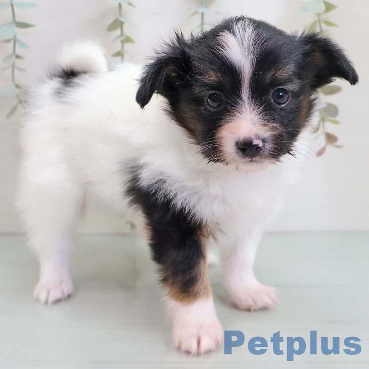 福島県のパピヨン (ペットプラス 福島店/2025年10月28日生まれ/男の子/トライカラー)の子犬の1枚目の画像