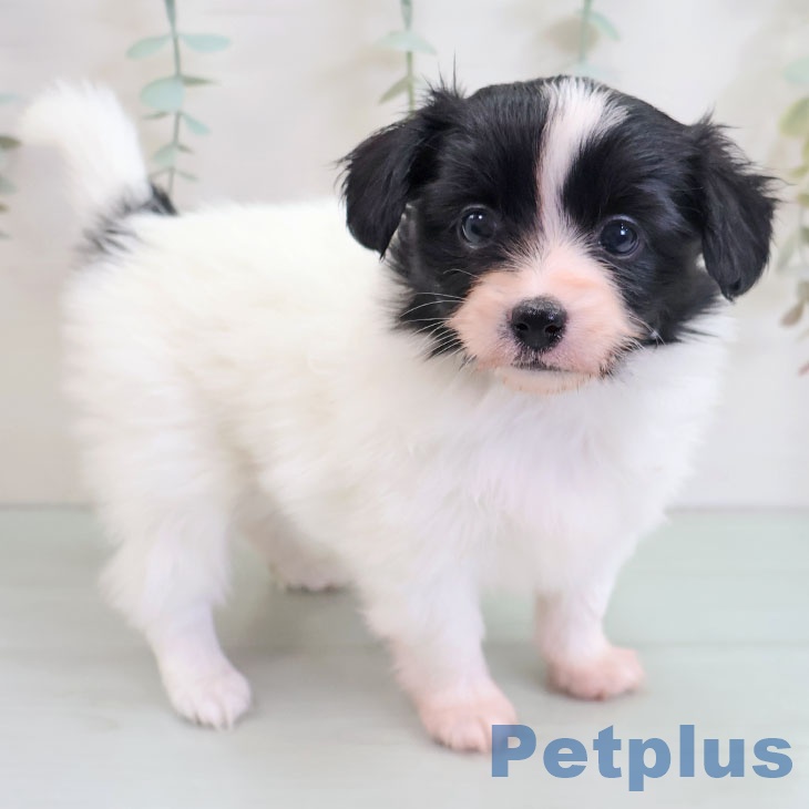沖縄県のパピヨン (ペットプラス 沖縄ライカム店/2025年10月28日生まれ/女の子/ホワイトブラック)の子犬の1枚目の画像