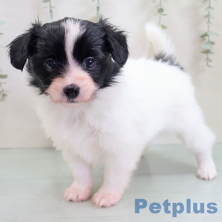 沖縄県のパピヨン (ペットプラス 沖縄ライカム店/2025年10月28日生まれ/女の子/ホワイトブラック)の子犬の2枚目の画像