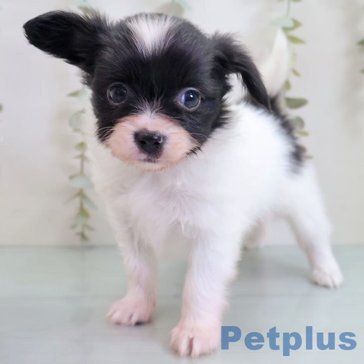 千葉県のパピヨン (ペットプラス 幕張新都心店/2025年10月28日生まれ/女の子/ホワイトブラック)の子犬の1枚目の画像