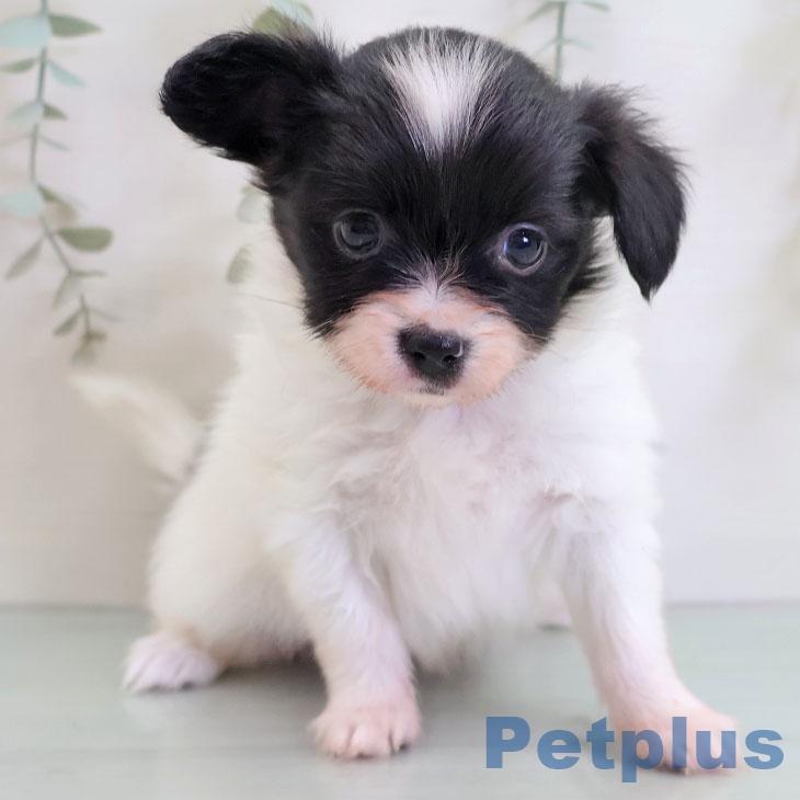 千葉県のパピヨン (ペットプラス 幕張新都心店/2025年10月28日生まれ/女の子/ホワイトブラック)の子犬の2枚目の画像