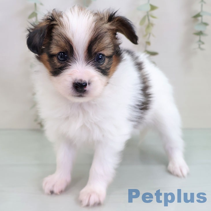 福岡県のパピヨン (ペットプラス 八幡東店/2025年10月29日生まれ/男の子/ホワイトブラウン)の子犬の1枚目の画像
