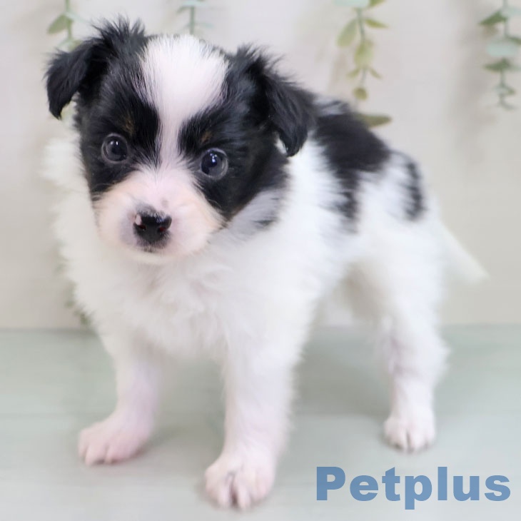 熊本県のパピヨン (ペットプラス 熊本店/2025年10月29日生まれ/女の子/トライカラー)の子犬の1枚目の画像