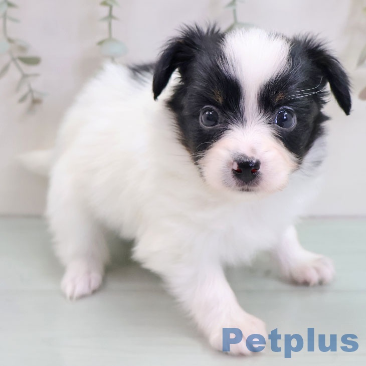 熊本県のパピヨン (ペットプラス 熊本店/2025年10月29日生まれ/女の子/トライカラー)の子犬の2枚目の画像