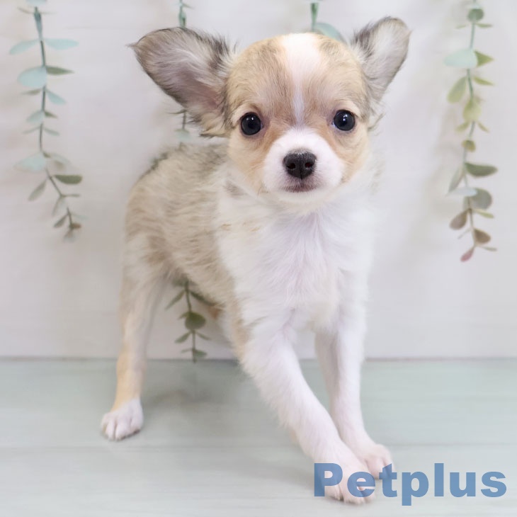 福岡県のチワワ(ロング) (ペットプラス 福岡店/2025年10月27日生まれ/女の子/セーブルホワイト)の子犬の1枚目の画像
