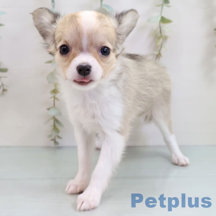 福岡県のチワワ(ロング) (ペットプラス 福岡店/2025年10月27日生まれ/女の子/セーブルホワイト)の子犬の2枚目の画像