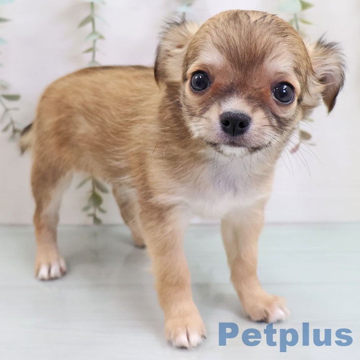 熊本県のチワワ(ロング) (ペットプラス 熊本店/2025年10月27日生まれ/女の子/セーブルホワイト)の子犬の1枚目の画像