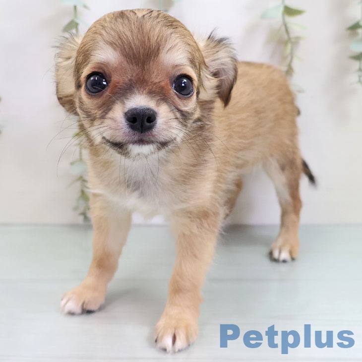 熊本県のチワワ(ロング) (ペットプラス 熊本店/2025年10月27日生まれ/女の子/セーブルホワイト)の子犬の2枚目の画像