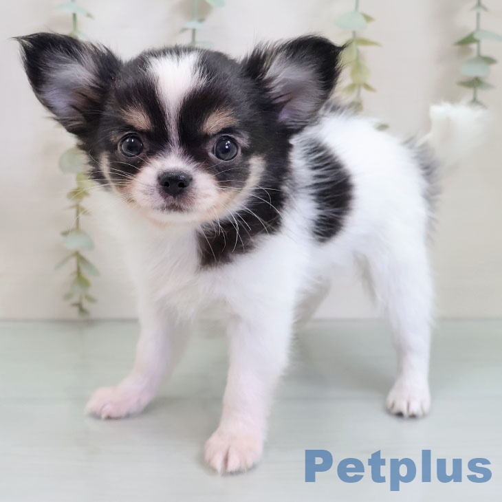 埼玉県のチワワ(ロング) (ペットプラス 羽生店/2025年10月28日生まれ/男の子/ホワイトブラックタン)の子犬の1枚目の画像