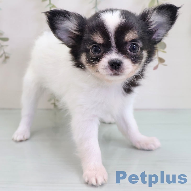 埼玉県のチワワ(ロング) (ペットプラス 羽生店/2025年10月28日生まれ/男の子/ホワイトブラックタン)の子犬の2枚目の画像