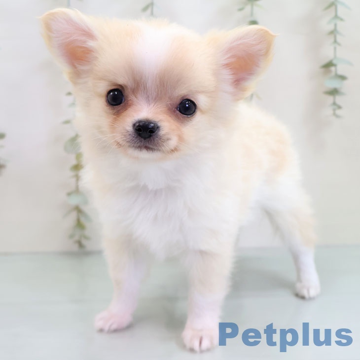 埼玉県のチワワ(ロング) (ペットプラス 川口店/2025年10月28日生まれ/男の子/クリームホワイト)の子犬の1枚目の画像