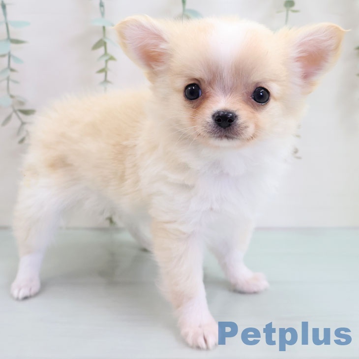 埼玉県のチワワ(ロング) (ペットプラス 川口店/2025年10月28日生まれ/男の子/クリームホワイト)の子犬の2枚目の画像
