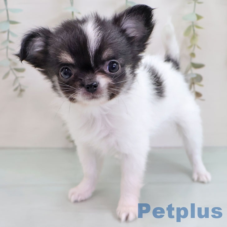 茨城県のチワワ(ロング) (ペットプラス つくば店/2025年10月28日生まれ/女の子/ホワイトブラックタン)の子犬の1枚目の画像