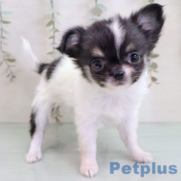 茨城県のチワワ(ロング) (ペットプラス つくば店/2025年10月28日生まれ/女の子/ホワイトブラックタン)の子犬の2枚目の画像